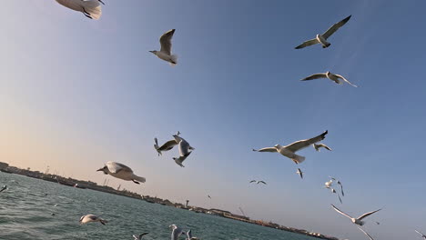 Witness-mesmerizing-transition-as-seagull-transitions-from-clear-blue-skies-to-join-collective-flight-above-the-sea,-showcasing-the-dynamic-movement-and-unity-of-seabirds-in-flight