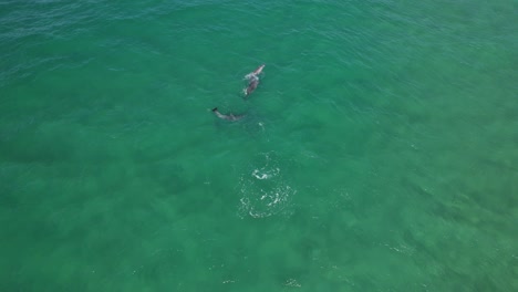 Equipo-De-Delfines-Mulares-Jugando-En-El-Mar-Azul-En-Nueva-Gales-Del-Sur,-Australia
