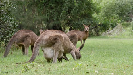 A-newly-born-Joey-Kangaroo-feeds-on-grass-while-sheltered-in-its-mother's-pouch