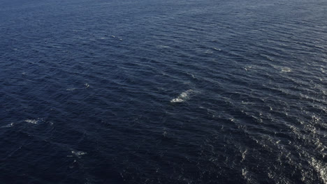 Fernaufnahme-Einer-Buckelwalherde,-Die-Im-Tiefblauen-Wasser-Von-Maui,-Hawaii,-Schwimmt-Und-Auftaucht