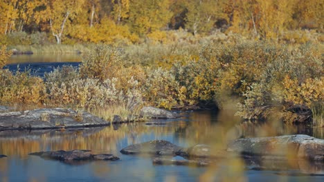 Un-Río-Poco-Profundo-Fluye-Lentamente-En-El-Lecho-Rocoso-Rodeado-Por-El-Paisaje-De-Tundra-Otoñal