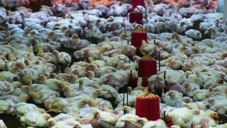 Hähnchen-Geflügelfarm-Massenzucht-Industrielle-Aufzucht-Von-Vögeln-Für-Den-Menschlichen-Verzehr