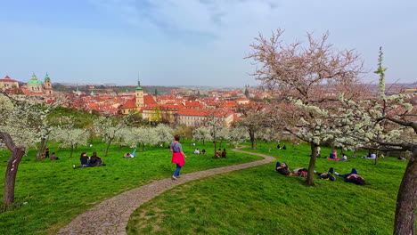 Blühender-Magnolienbaum-Mit-Rosa-Blüten-Park-Frühling-Prag-Tschechische-Republik