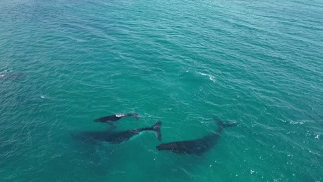 Group-of-humpback-whales-swimming-in-open-sea
