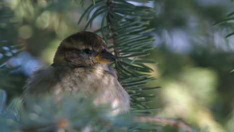 Fluffy-female-Sparrow-grooms-plumage-on-spruce-tree-branch-in-winter