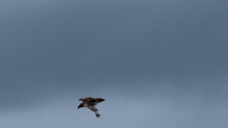 Hawk-diving-along-ocean-and-cliffs-to-catch-prey-but-unfortunately-misses