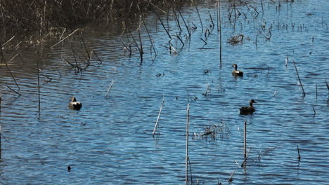 Wasservögel-Stockenten-Im-Bell-Slough-State-Wildlife-Management-Area-In-Mayflower,-Arkansas,-USA