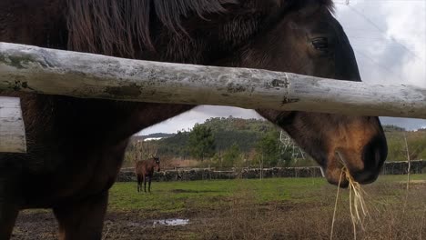 Horse-Eating-in-the-Farm