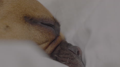 Close-up-of-a-French-bulldog's-face,-showing-its-wrinkles-and-peaceful-expression-as-it-sleeps-deeply,-nestled-in-soft-bedding