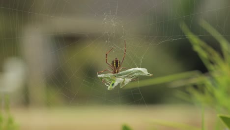 St.-Andreaskreuz,-Weibliche-Spinne,-Unterseite-Hält-Gottesanbeterin-Fest,-Gefangen-Im-Netz,-Tagsüber,-Australien,-Victoria,-Gippsland,-Maffra