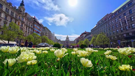 Tulips-At-Wenceslas-Square-In-The-New-Town-of-Prague,-Czech-Republic