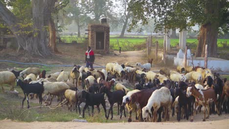 Eine-Große-Gruppe-Von-Schafen-Mit-Hirten,-Der-Am-Abend-In-Einem-Ländlichen-Dorf-In-Indien-Nach-Hause-Zurückkehrt