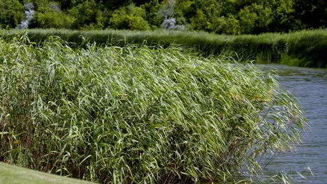 Grünes-Gras-Schwankt-Aufgrund-Des-Starken-Windes-An-Einem-Sonnigen-Tag