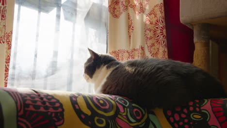 Wide-angle-view-of-black-white-cat-laying-down-on-top-of-couch-staring-out-window