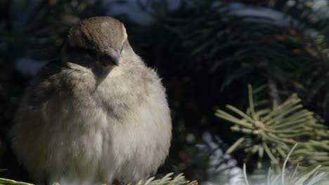 Close-up:-Cute-puffy-female-Sparrow-scratches-itch-on-spruce-tree-limb