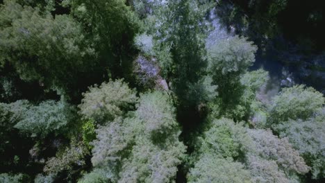 Begeben-Sie-Sich-Auf-Eine-Bezaubernde-Luftreise-Durch-Den-Atemberaubenden-Redwood-Wald-Der-Santa-Cruz-Mountains