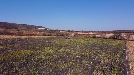 Vista-Aérea-Acercándose-A-Los-Agricultores-Y-Furgonetas-En-La-Cosecha-De-Cultivos-De-Garbanzos,-Guanajuato-México