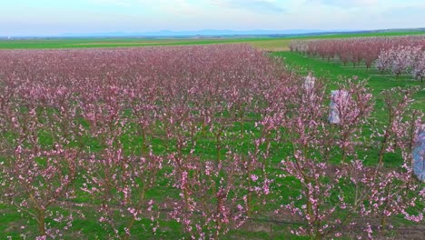 Apricot-Trees-In-Early-Spring-Blooming-On-Farm-With-Fire-Pots