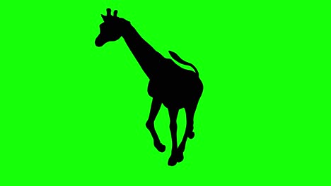 A-silhouette-of-a-giraffe-running-on-green-screen,-perspective-view