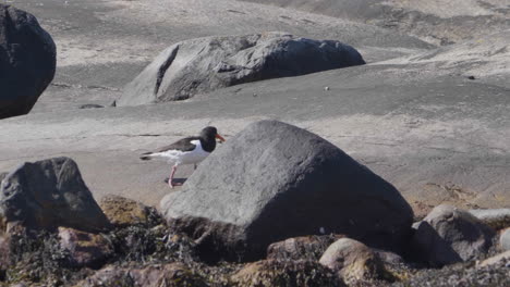 Eurasian-Oystercatcher-Foraging-in-Coastal-Area,-Scandinavia,-Tracking-Shot