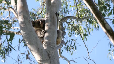 Wilder-Koala-Schläft-Zwischen-Den-Baumgabeln-Eines-Einheimischen-Australischen-Eukalyptusbaums