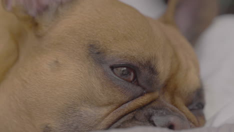 Das-Gesicht-Einer-Französischen-Bulldogge-In-Ruhe,-Mit-Fast-Geschlossenen-Augen,-Zeigt-Einen-Ausdruck-Der-Zufriedenheit-Und-Ruhe