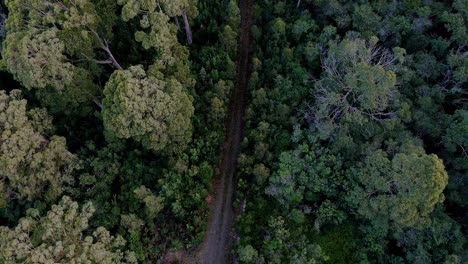 Top-drone-shot-of-a-thin-pathway-through-a-dense-forest-in-Stormlea,-Tasmania