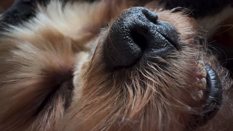Sweet-face-of-a-Yorkshire-Terrier,-close-up-on-the-nose