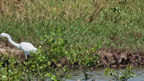 Man-Sieht,-Wie-Er-Seine-Beute-Angreift-Und-Dann-Nach-Links-Abdriftet,-Silberreiher-Ardea-Alba,-Thailand