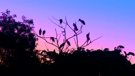 Zugvögel-Ruhen-Auf-Bäumen-Im-Wald-Im-Lebhaften-Abenddämmerungshimmel