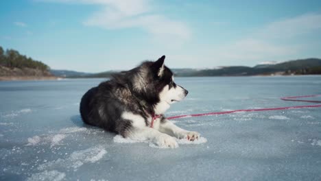 Alaskan-Malamute-Hund-Liegt-Auf-Zugefrorenen-See-An-Einem-Sonnigen-Morgen