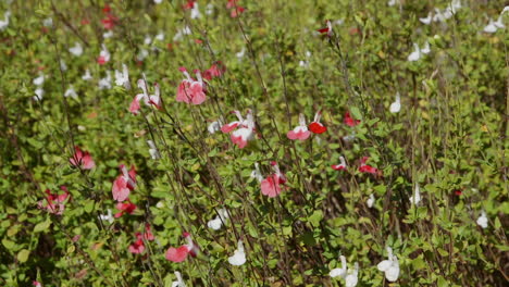 Wide,-panning-shot-of-red-and-white-perennial-flowers-and-green-foliage-on-a-bright-and-clear-day