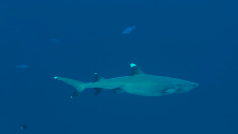 Tiburón-De-Arrecife-De-Punta-Blanca-Patrullando-En-Aguas-Azules