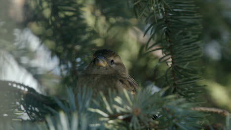 Niedlicher-Weiblicher-Spatz-Versteckt-Zwischen-Fichtennadelzweigen,-Schaut-Sich-Um