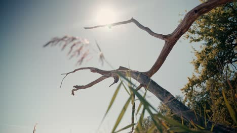 Branch-of-tree-with-sun-in-background-and-marsh-plants,-traveling-on-slider,-day-in-summer