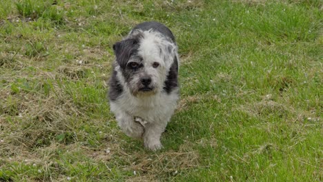 Cute-Dog-Black-And-White-Approaching-And-Observing-The-Surroundings