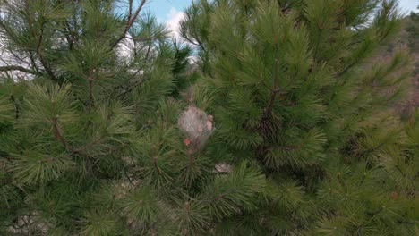 Closeup-shot-green-leaves-branches-Processionary-Nest-pine-tree-skyline-background-moving-with-the-wind