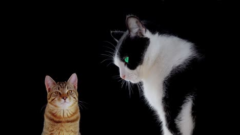 Two-feline-companions:-a-large-black-and-white-cat-alongside-a-small-kitten,-against-a-black-background,-embodying-the-essence-of-domesticated-companionship