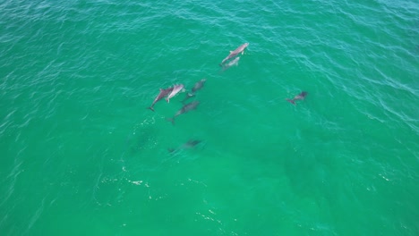 Pod-of-Bottlenose-Dolphins-Swimming-In-The-Ocean-In-New-South-Wales,-Australia