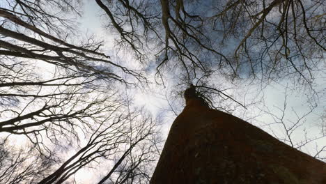 Mirando-Hacia-Arriba-En-El-Bosque-En-Un-Ventoso-Día-De-Primavera-Mientras-Las-Copas-De-Los-árboles-Se-Balancean-Y-El-Cielo-Oscuro-Pasa,-Worcestershire,-Inglaterra