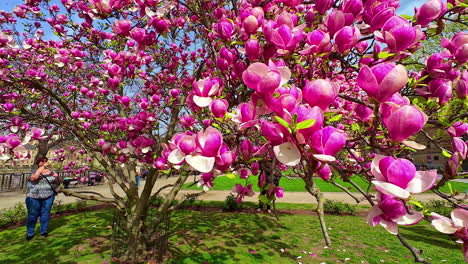 People-Taking-Pictures-Of-Beautiful-Pink-Flowers-Of-Magnolia-Tree-In-The-Park-In-Prague