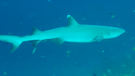 Tiburón-De-Arrecife-De-Punta-Blanca-Patrullando-En-Aguas-Azules