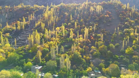 Aerial-View-Of-Sun-Lit-Autumnal-Trees-In-Skardu,-Gilgit-Baltistan