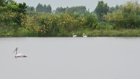 Moving-out-to-the-left-and-two-at-the-back-foraging-at-the-edge-of-the-lake,-Spot-billed-Pelican-Pelecanus-philippensis,-Thailand