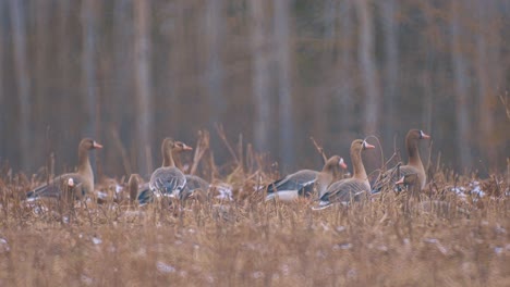 Brown-geese-graze-in-a-meadow