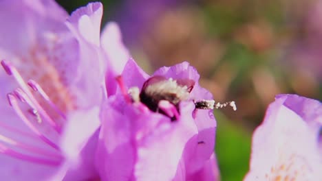 Macro-Shot-Of-Bumblebee-Feeding-On-Nectar-From-Purple-Flower