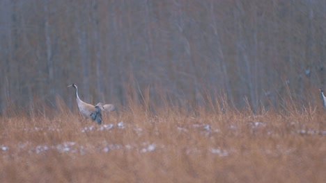 Pájaros-Grulla-En-Su-Camino-En-El-Aire