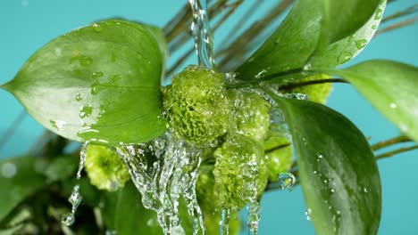 Close-up-shot-of-water-being-poured-over-green-plant-with-pale-blue-background