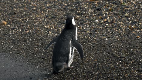 Magellanic-penguin-going-out-of-the-water-and-being-hit-by-a-wave-in-Isla-Martillo,-Ushuaia,-Argentina