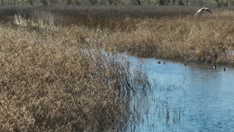 Escena-De-Vida-Silvestre-De-Patos-De-Aves-Acuáticas-En-El-área-De-Manejo-De-Vida-Silvestre-Del-Estado-De-Bell-Slough-En-Arkansas,-Estados-Unidos